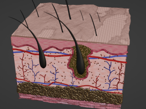 Skin anatomy 3Dモデル