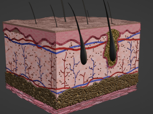 Skin anatomy 3Dモデル