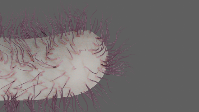 E coli Model 3D .c4d .max .obj .3ds .fbx .stl .blend 