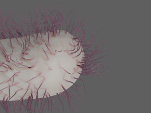E coli 3D Model