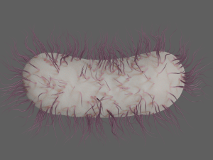 E coli Model 3D
