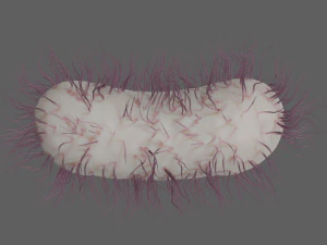 E coli 3D Model