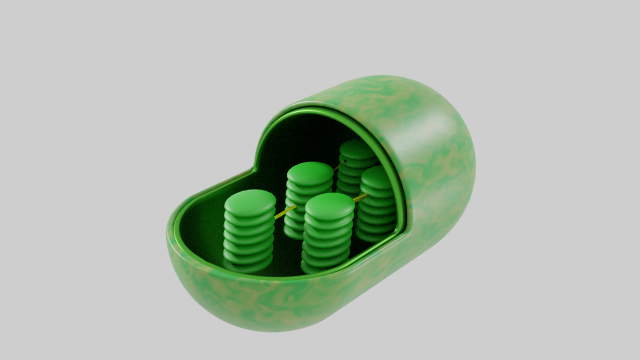 Chloroplast Model 3D .c4d .max .obj .3ds .fbx .stl .blend 