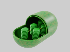 Chloroplast 3D Model