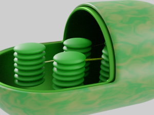 Chloroplast Model 3D