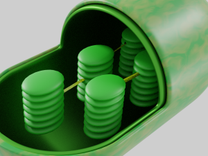 Chloroplast Model 3D