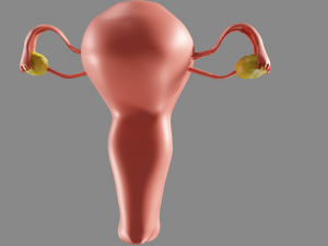 Female reproductive system uterus Modèle 3D
