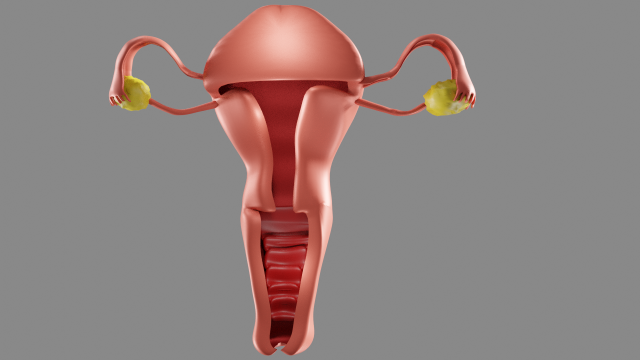 Female reproductive system uterus Modèle 3D .c4d .max .obj .3ds .fbx .stl .blend 