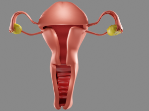 Female reproductive system uterus Model 3D
