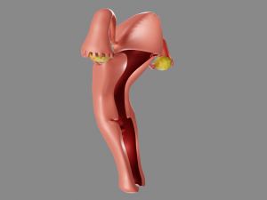 Female reproductive system uterus Modèle 3D