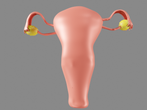 Female reproductive system uterus Modèle 3D