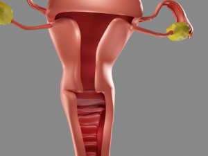 Female reproductive system uterus Modèle 3D