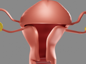 Female reproductive system uterus Modèle 3D