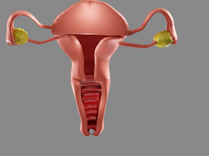 Female reproductive system uterus Modèle 3D