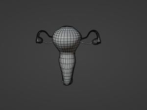 Female reproductive system uterus Modèle 3D