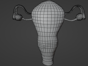Female reproductive system uterus Modèle 3D