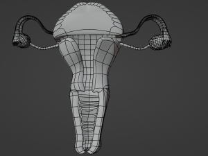 Female reproductive system uterus Modèle 3D
