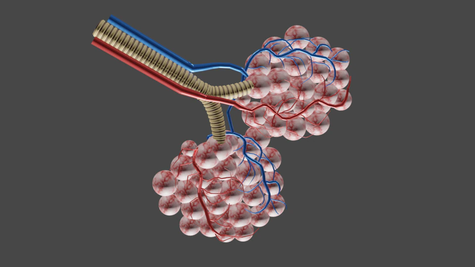 Alveloi 3D Model .c4d .max .obj .3ds .fbx .stl .blend 