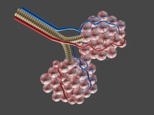 Alveoli Model 3D