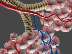 Alveloi Modèle 3D