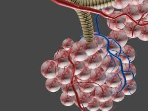 Alveloi Modèle 3D