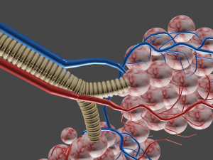 Alveloi Modèle 3D