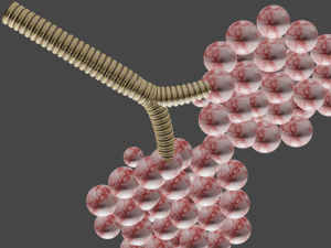 Alveloi Modèle 3D