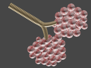 Alveloi Modèle 3D