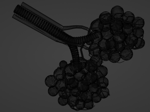 Alveloi Modèle 3D
