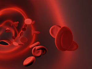 Blood vessel 3D Model