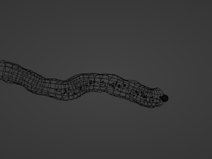 Blood vessel Model 3D