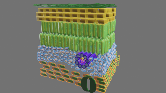 Cross section of leaf Model 3D .c4d .max .obj .3ds .fbx .stl .blend 