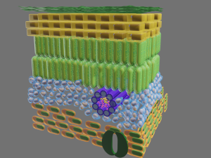 Cross section of leaf 3D Модель