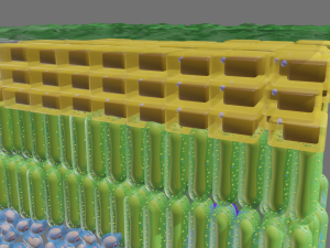 Cross section of leaf Model 3D