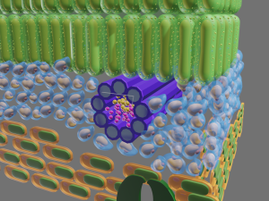 Cross section of leaf Model 3D