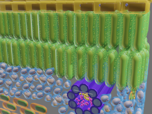 Cross section of leaf Model 3D