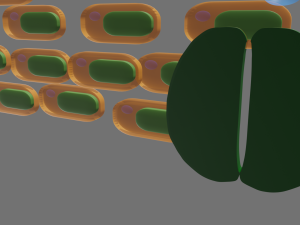 Cross section of leaf Model 3D