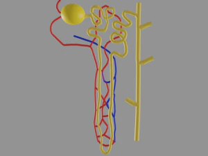신장 네프론의 해부학 3D 모델