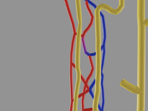 Anatomy of kidney nephron 3D 模型