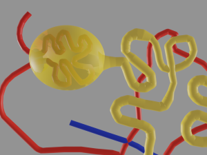 Anatomy of kidney nephron 3D 模型