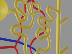 Anatomy of kidney nephron 3D 模型