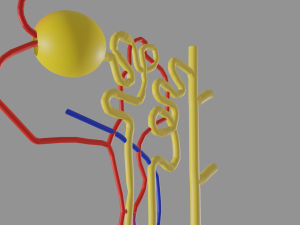 Anatomy of kidney nephron 3D 模型