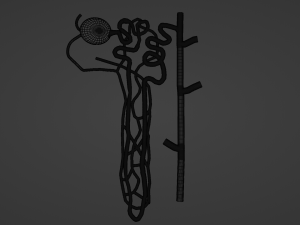 Anatomy of kidney nephron 3D 模型