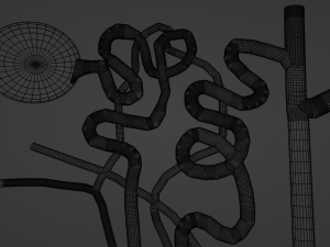 Anatomy of kidney nephron 3D 模型