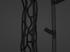 Anatomy of kidney nephron 3D 模型