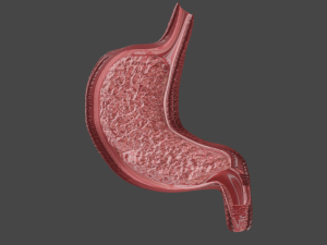 Anatomy of stomach 3D Model