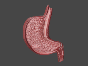 Anatomie de l'estomac Modèle 3D