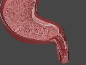 Anatomie de l'estomac Modèle 3D