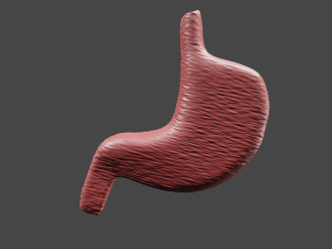 Anatomie de l'estomac Modèle 3D