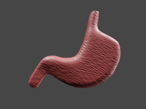 Anatomie de l'estomac Modèle 3D